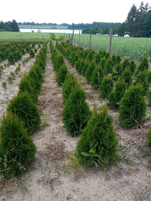 Thuja Smaragd 15 zł
