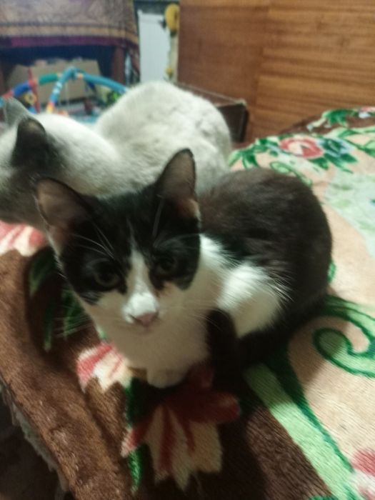 Котик у люблячі руки