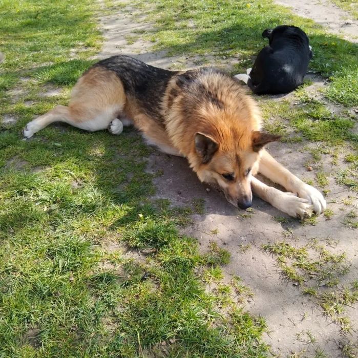 Kokos z Wojtyszek poleca się do adopcji