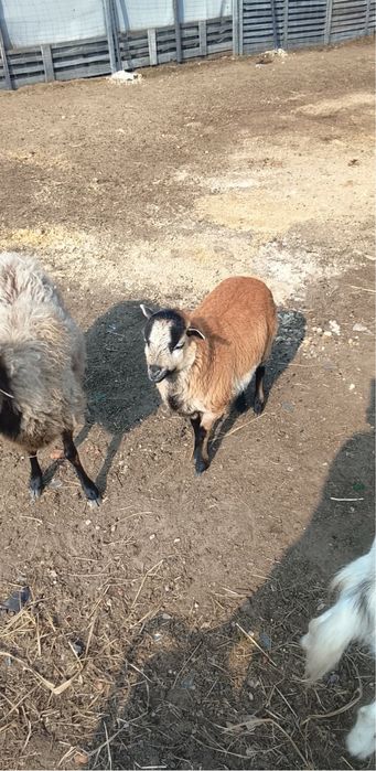 Sprzedam owce kamerunskie