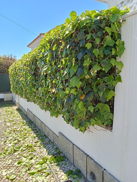 Manutenção de plantas interior Lisboa