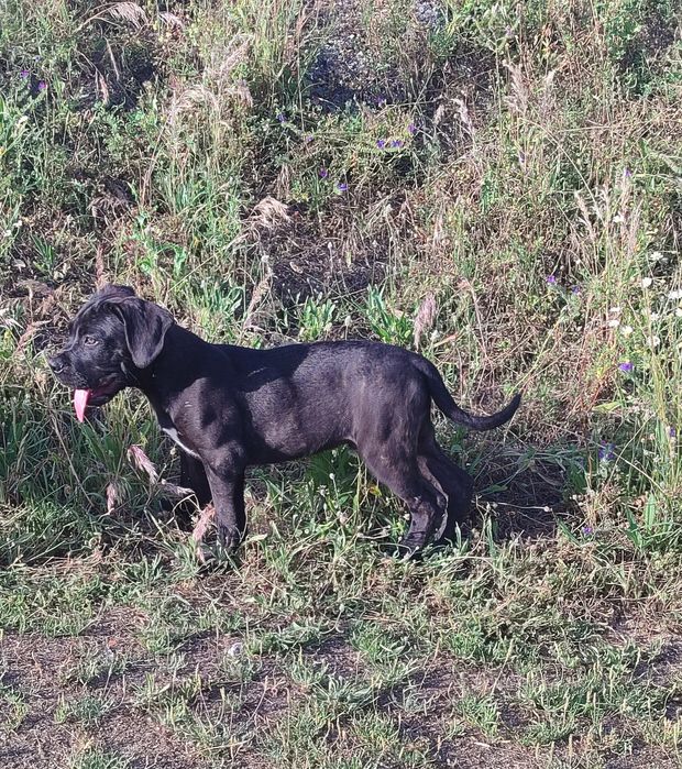 Cane Corso Italiano