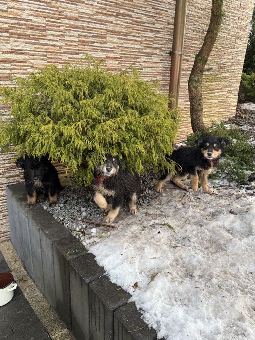 Oddam pieski border collie mieszane