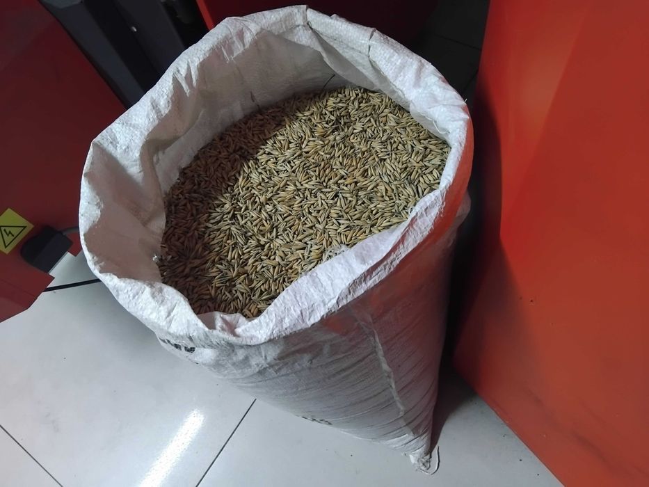 Owies Bingo - 10 ton