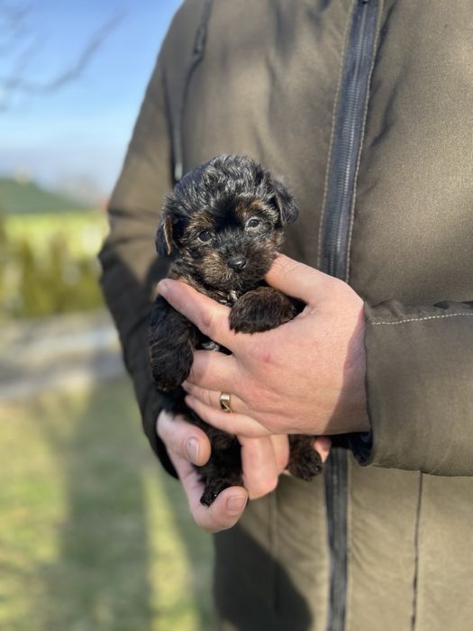 Йоркіпу хлопчик