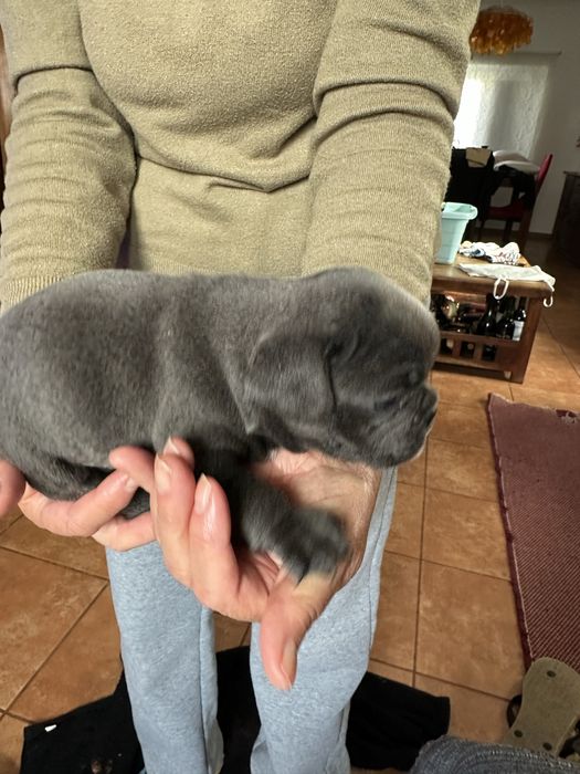 Buldogue Francês macho