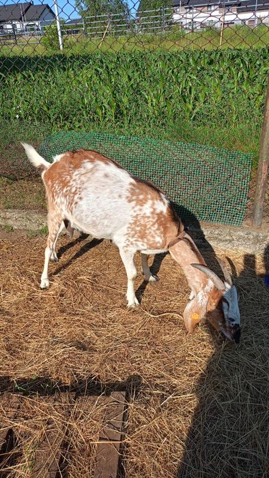 Sprzedam kozy anglonubijskie