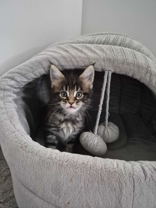 Klopsik kocurek Maine Coon