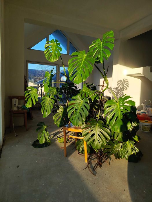 Monstera gigant wysokość ok. 2metry