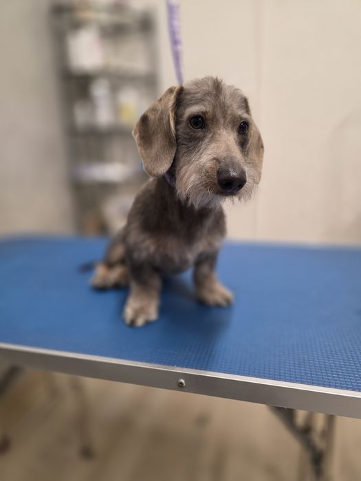 Kurs strzyżenia psów, Kurs Grooming, psi fryzjer Bytom