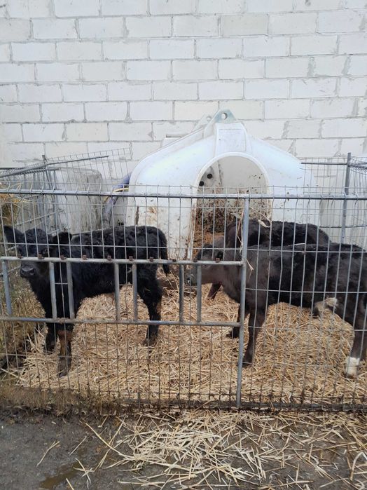 Cielaki byczki mięsne limuseny dwutygodniowe