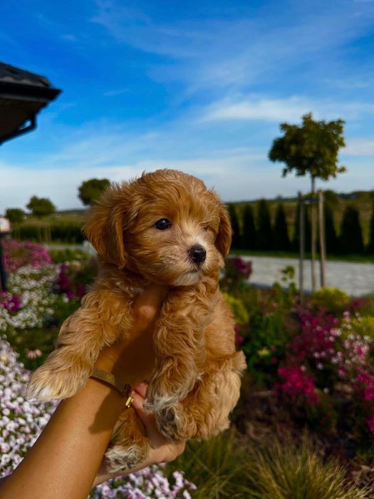 Maltipoo szukają nowego domu