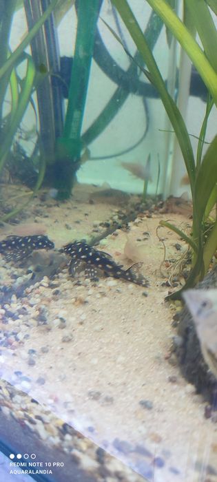 L201 Hypancistrus Inspector