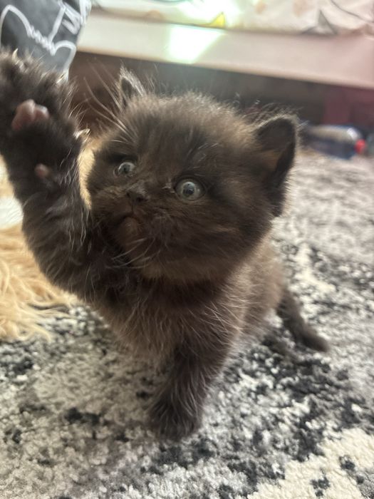 Шотландські кошенята