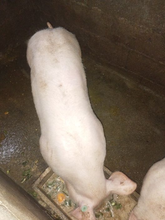 Porco criado em casa