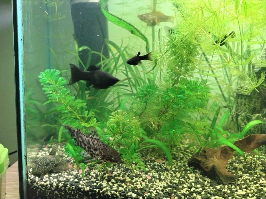Akwarium z życiem