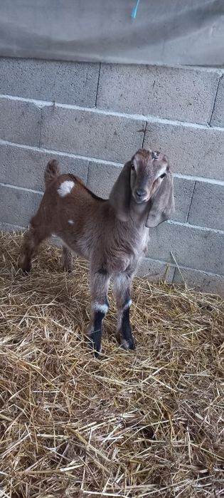 Cabritos Anglo Nubianos puros (para sair em Março)