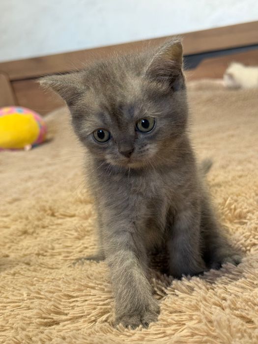 Шотландські коти