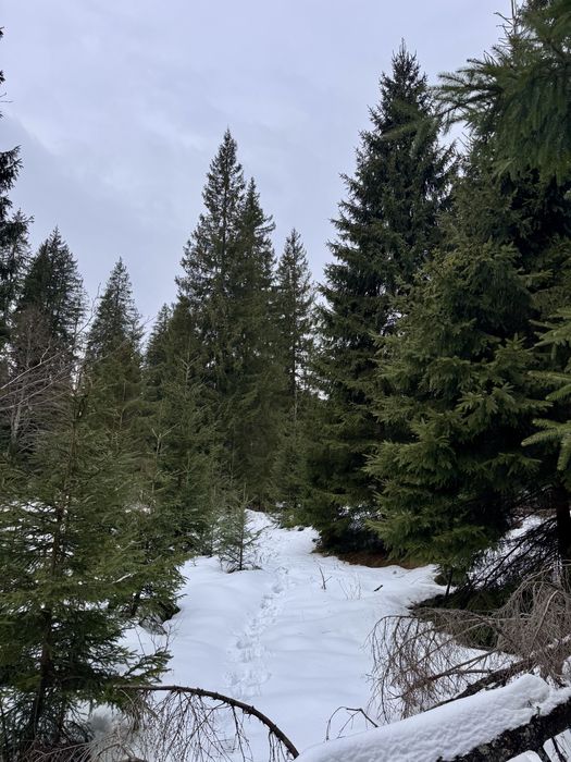 Ділянка в Карпатах біля річки ( Кривопільський перевал )