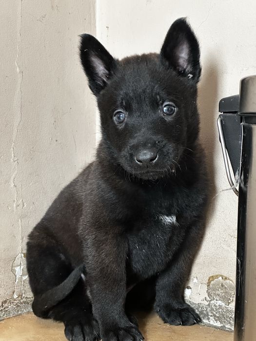 Owczarek belgijski Malinois
