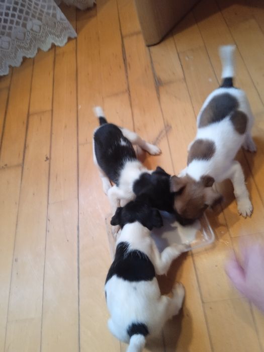 Продам цуценят породи гладкошерстний фокстерєр