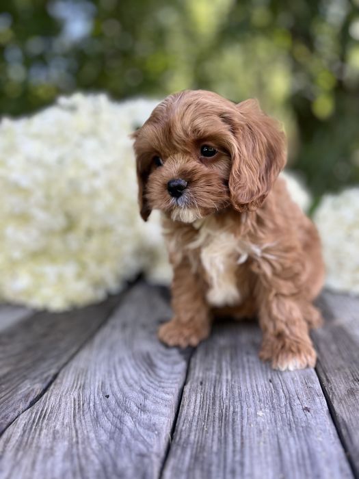 Кавапу (Cavapoo)дівчинка