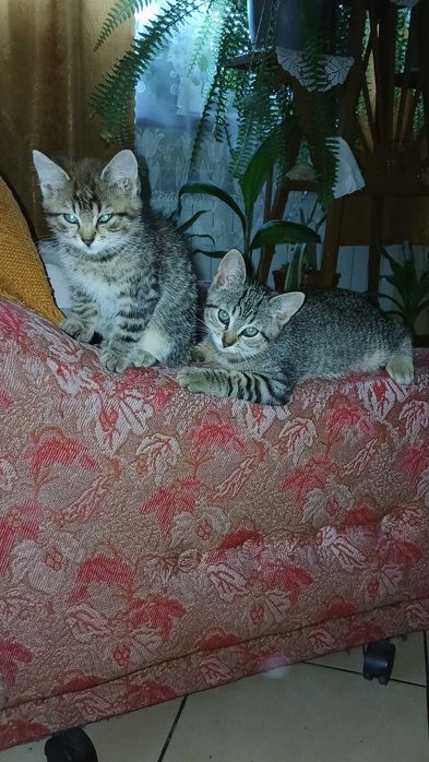 Oddam za darmo dwa młode kocurki