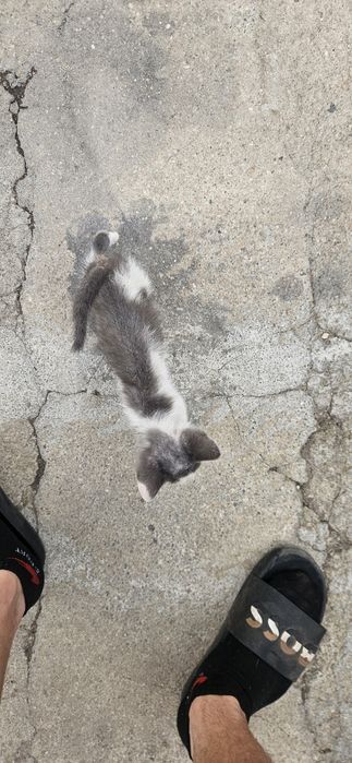 Gatinho cinzento para dar