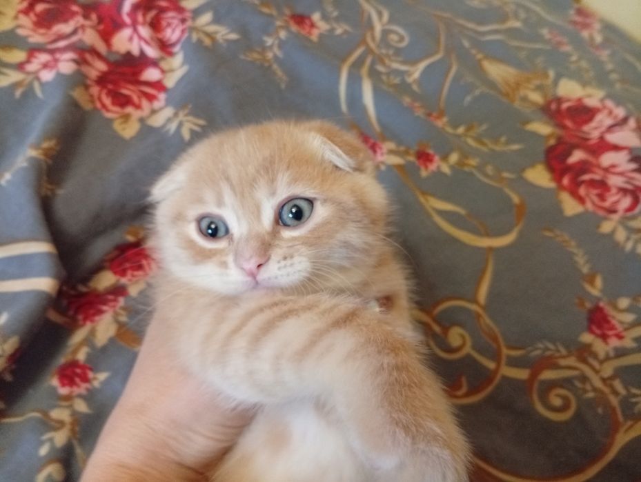 Scottish fold.скоттиш фолд и скоттиш страйт.котята