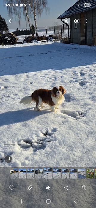 Cavalier King Charles Spaniel reproduktor