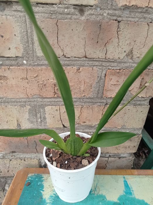 Орхидея Камбрия.