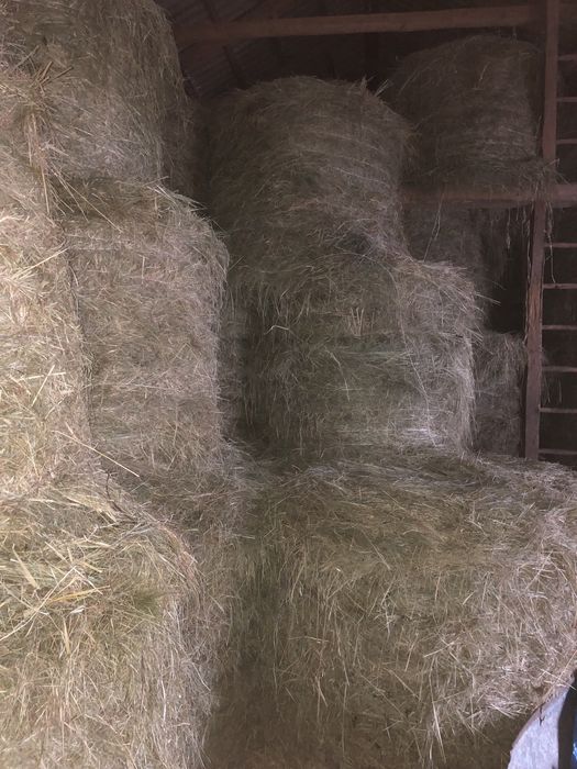 Siano i sianokiszonka