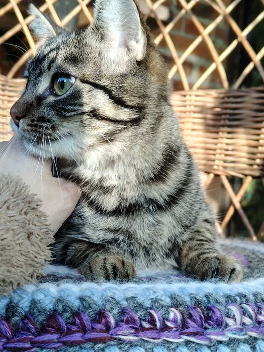 Iskierka czeka na swój dom