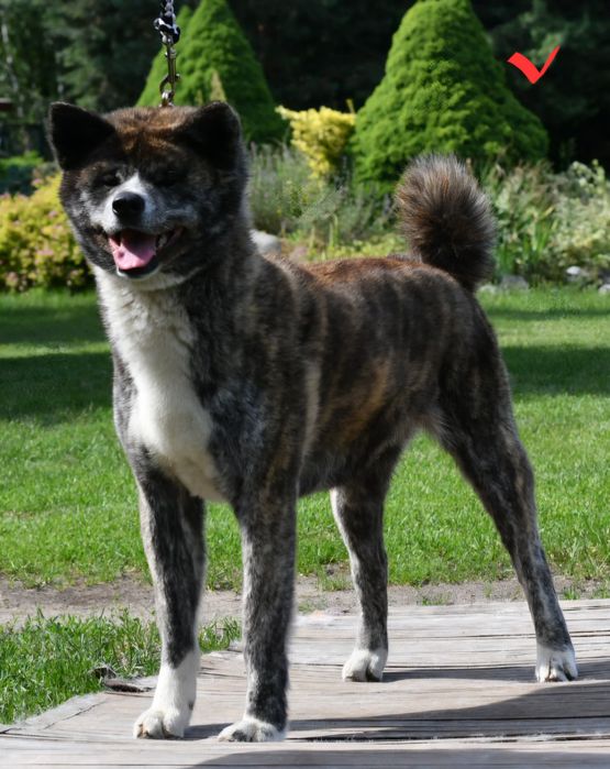 Akita suczka FCI