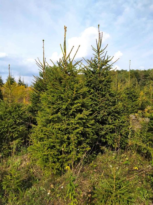 Ялинка,сосна,кримка жива з корінням .Ель елка.