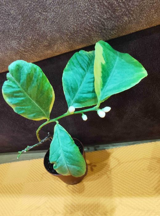 Строкатий    лимон