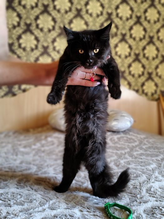 Мейнкуни кошеня кіт і кицьки