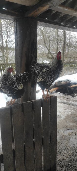 Молоді півники породи віандот срібло