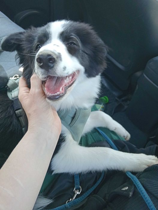 Opieka nad zwierzętami Kraków wolne terminy!!!