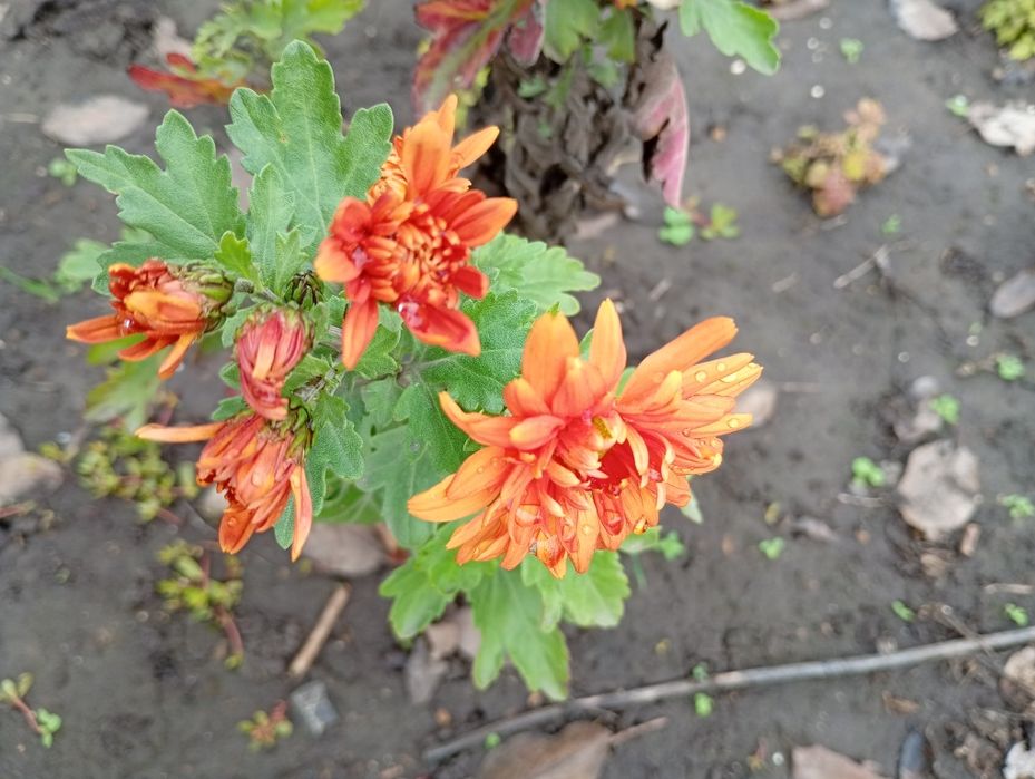 Хризантема (з власної ділянки)