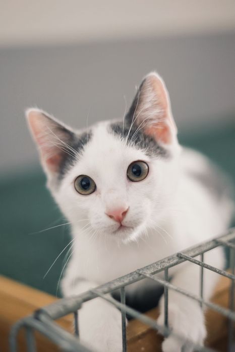 3 gatos bebés machos para adoção responsável