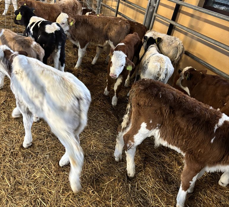 Sprzedam byki miesne