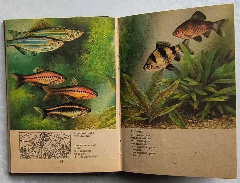 Аквариумные рыбы 1988 год