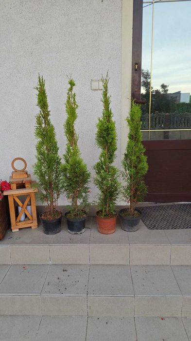 Tuja szmaragd 80cm-100cm