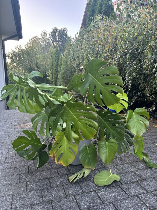 Monstera duża około 6 letnia