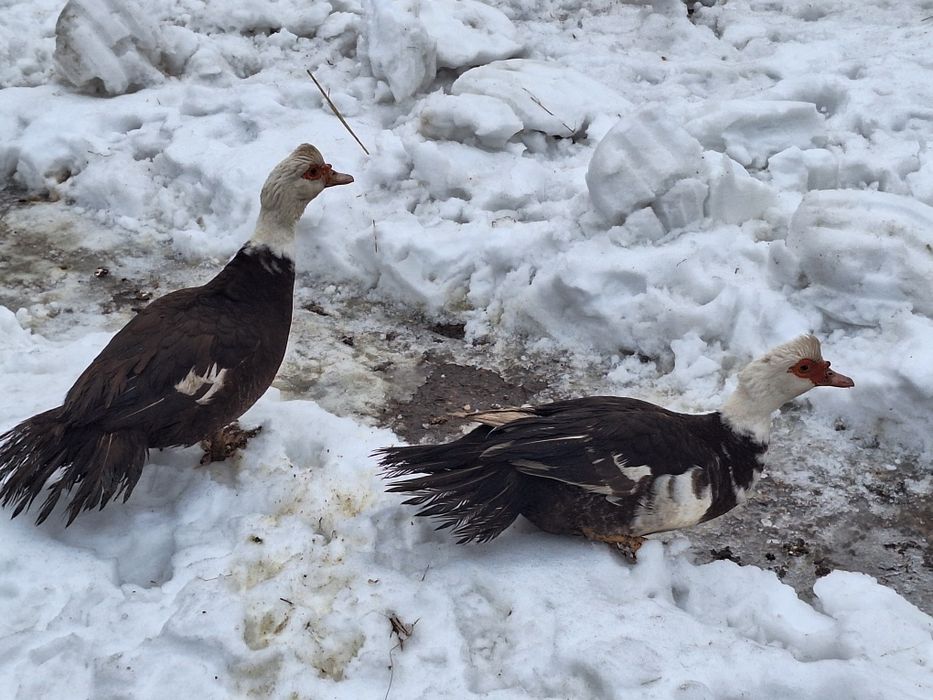Kaczki i kaczory francuskie