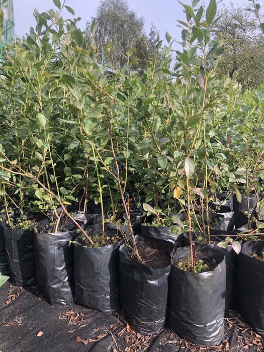 Лохина  Саджанці