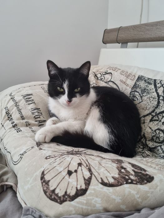 Zgubil sie czarno bialy kot Gogolin