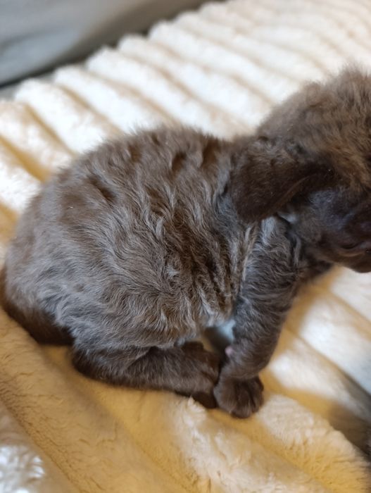 Kotka Devon rex rodowód FPL