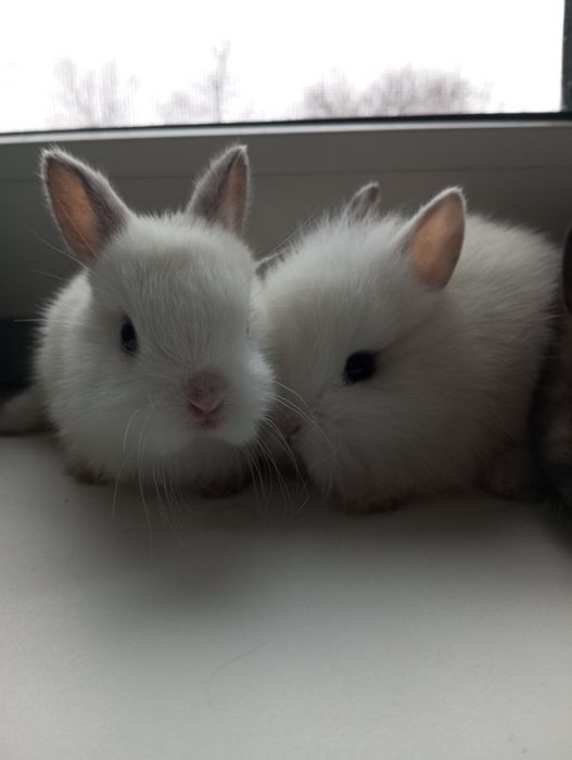 Декоративні кролики